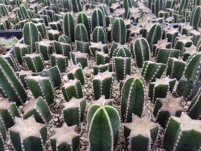 Propagating Cactus