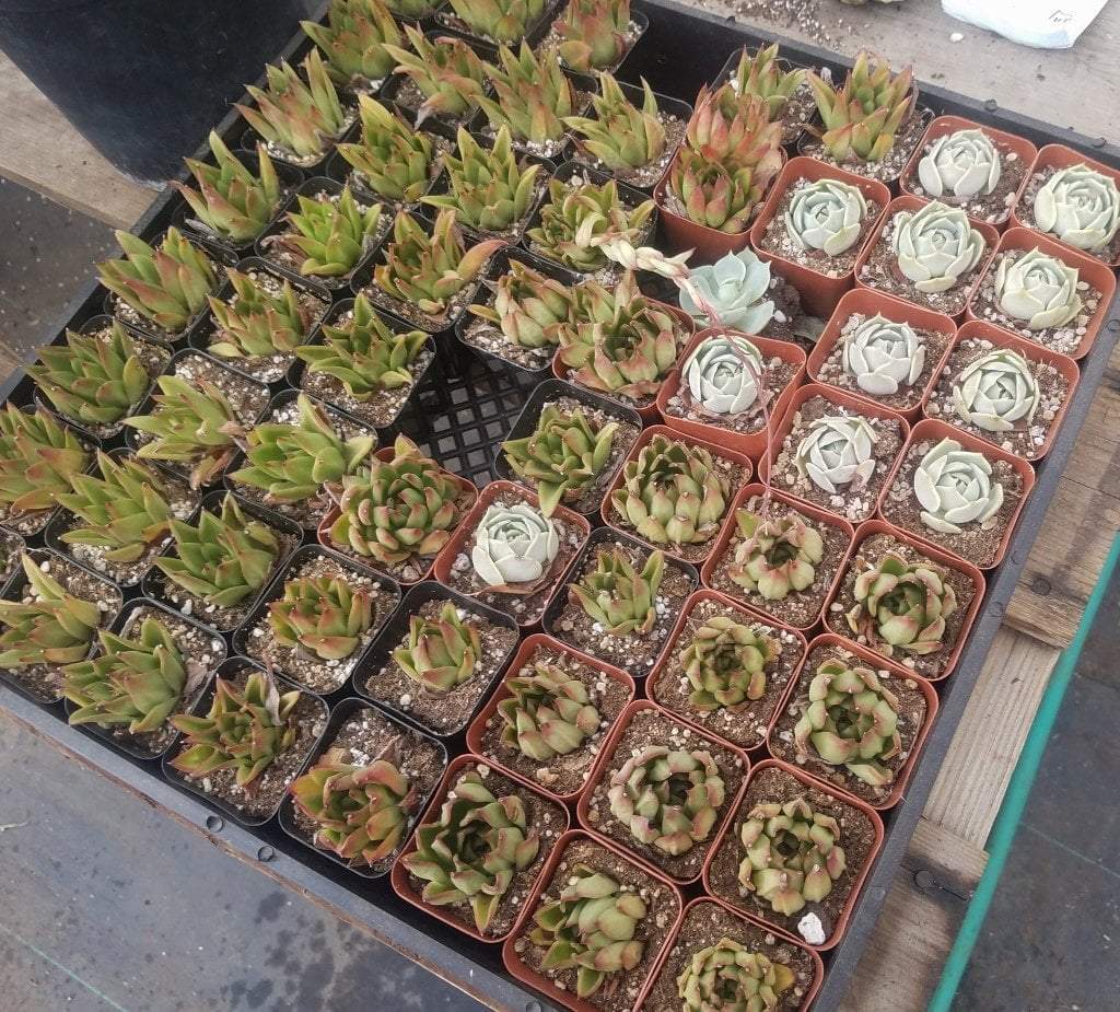 My Succulents are Drying Up, What do I do?