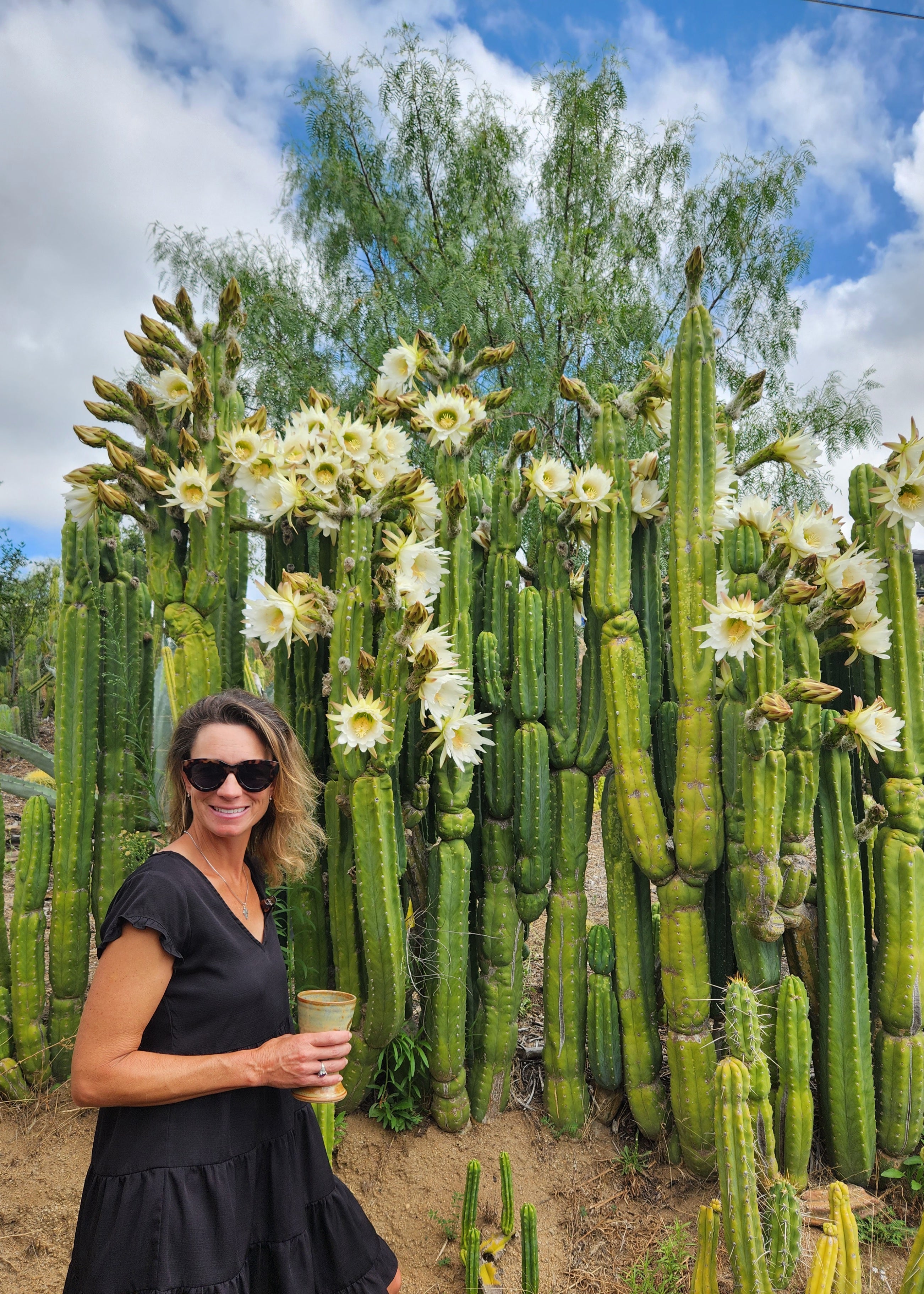 When your Trichocereus San Pedro Cactus Decides to Flower