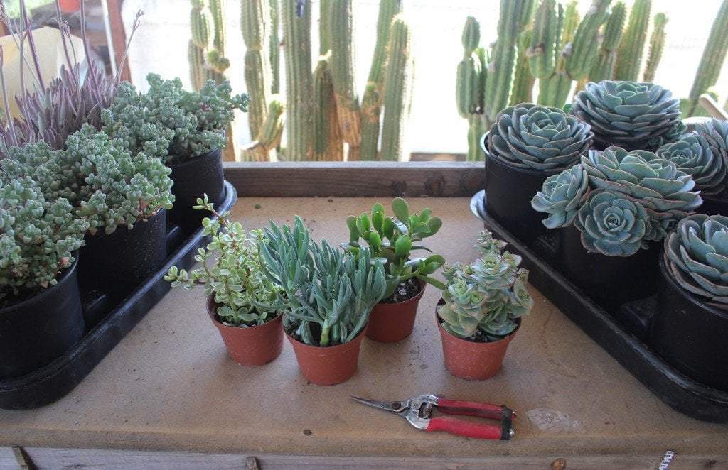 How to make Succulent Cuttings in less than One Minute!