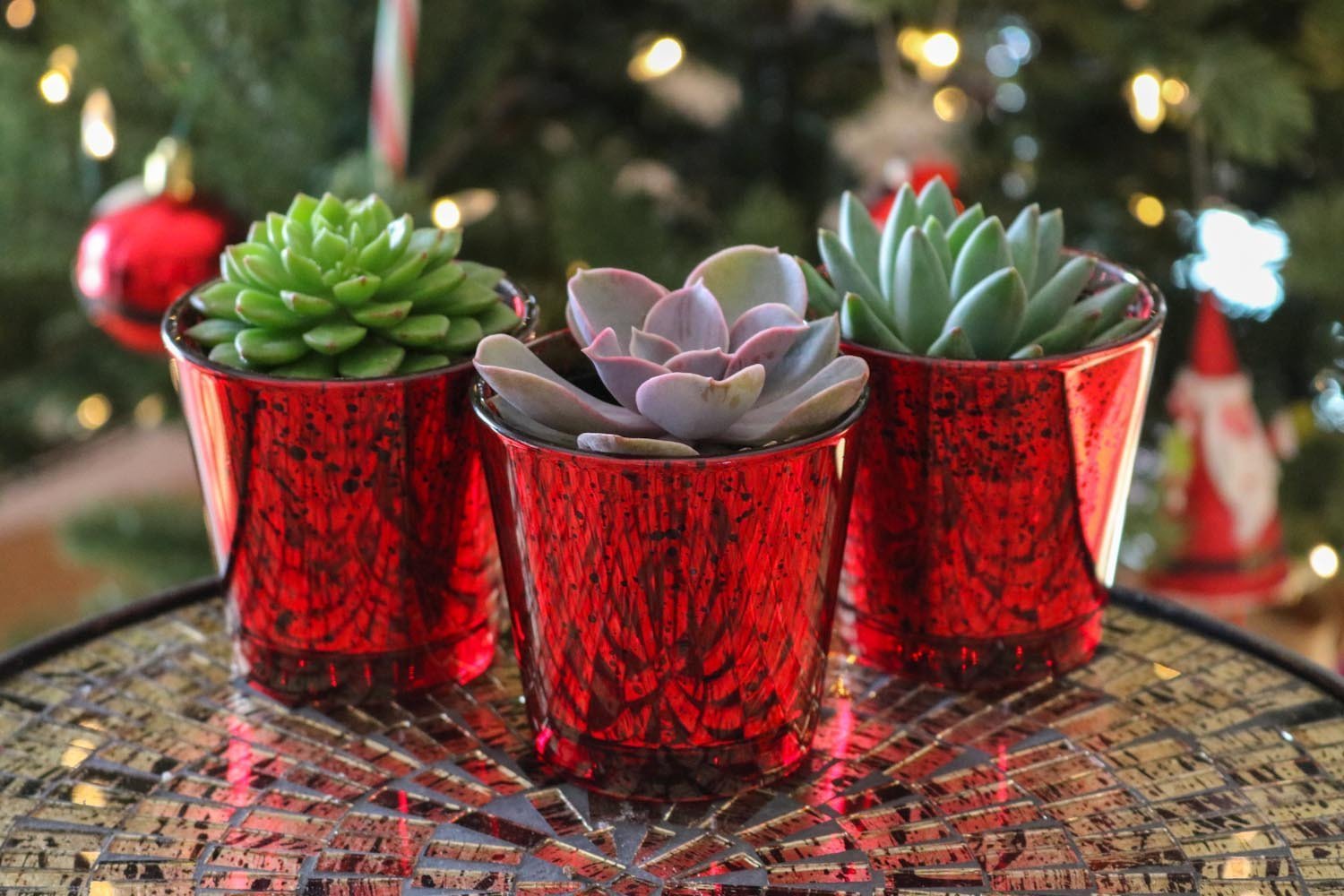 Valentines Day Succulents For Sale