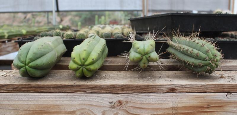 Trichocereus Cacti Cutting types and comparisons