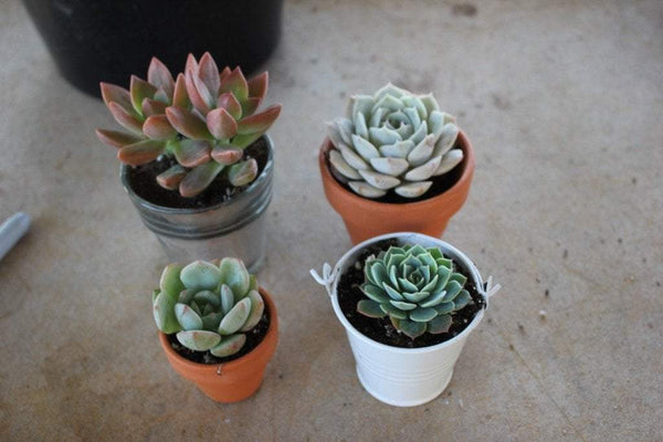 Transfering Succulents from plastic container to new Containers!