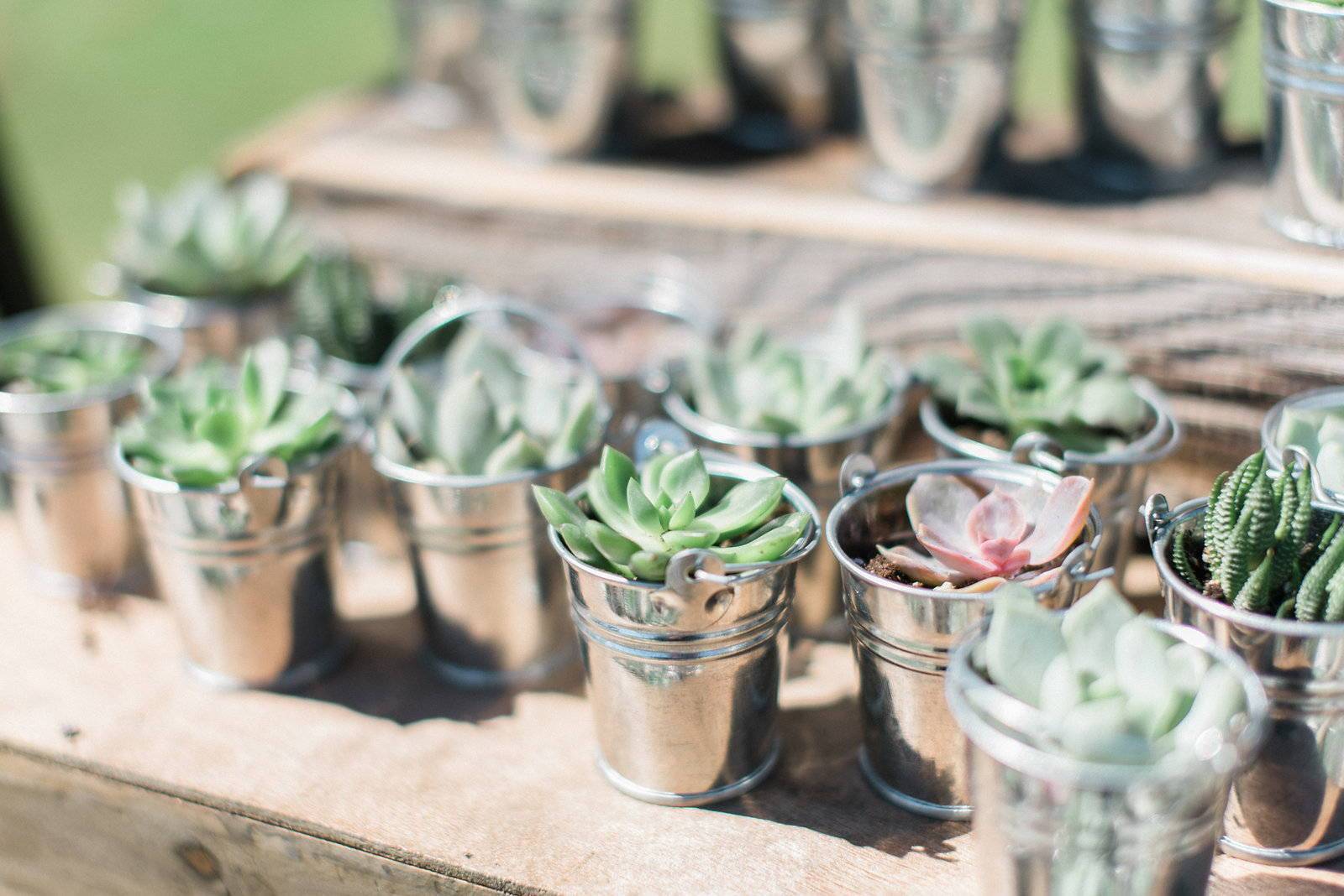 New Wedding Trend - Succulent Wedding Favors