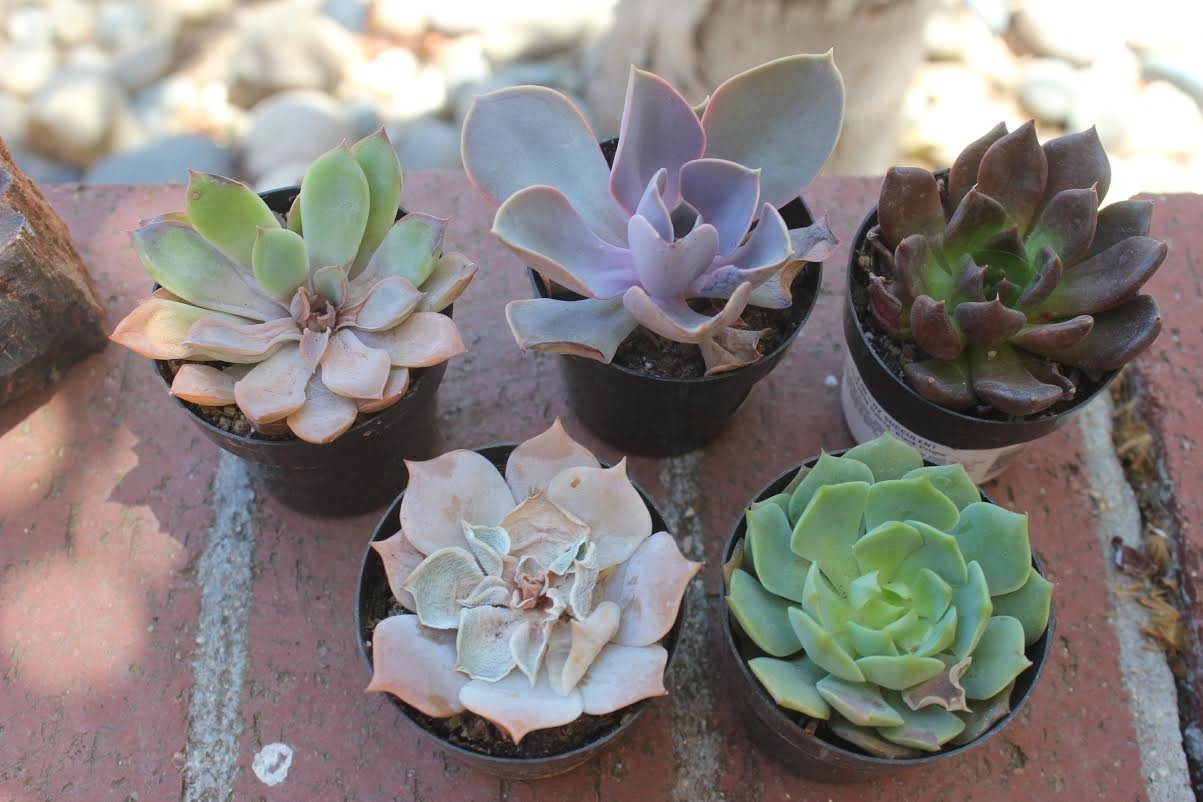 Succulents can SUNBURN!