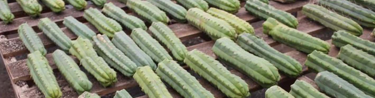 Trichocereus cactus cacti landscape potted cuttings