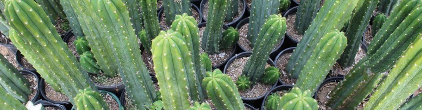 Trichocereus cactus cacti landscape potted cuttings