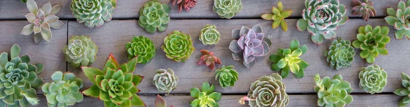 succulent cuttings wedding decor toppers living wall