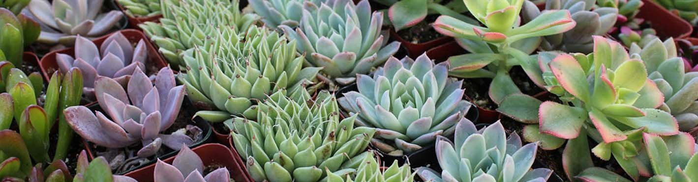 succulents garden wedding gifts for sale