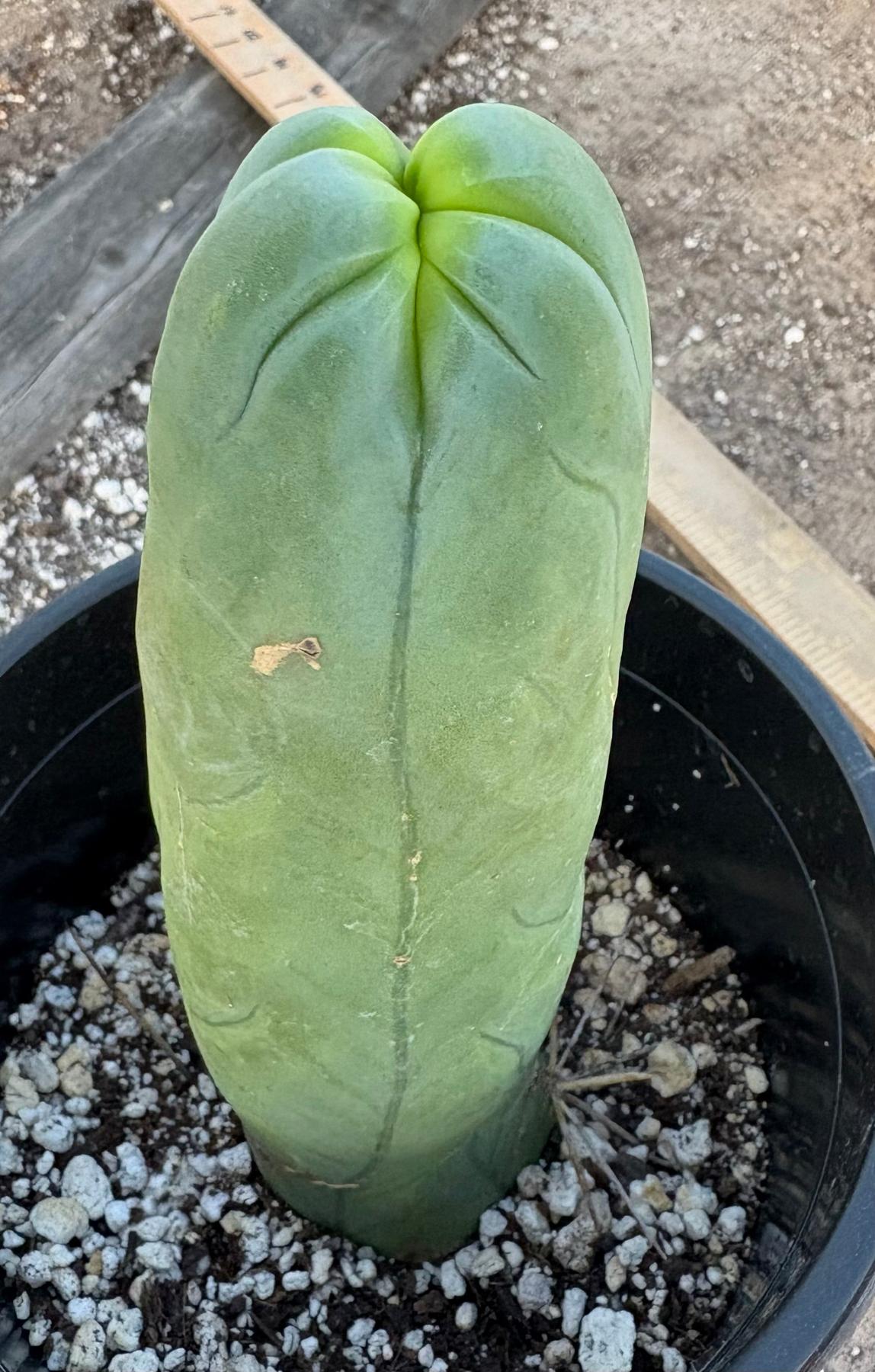 #EC21 EXACT Trichocereus Bridgesii Monstrose TBM Long Form penis Cactus 7.5”