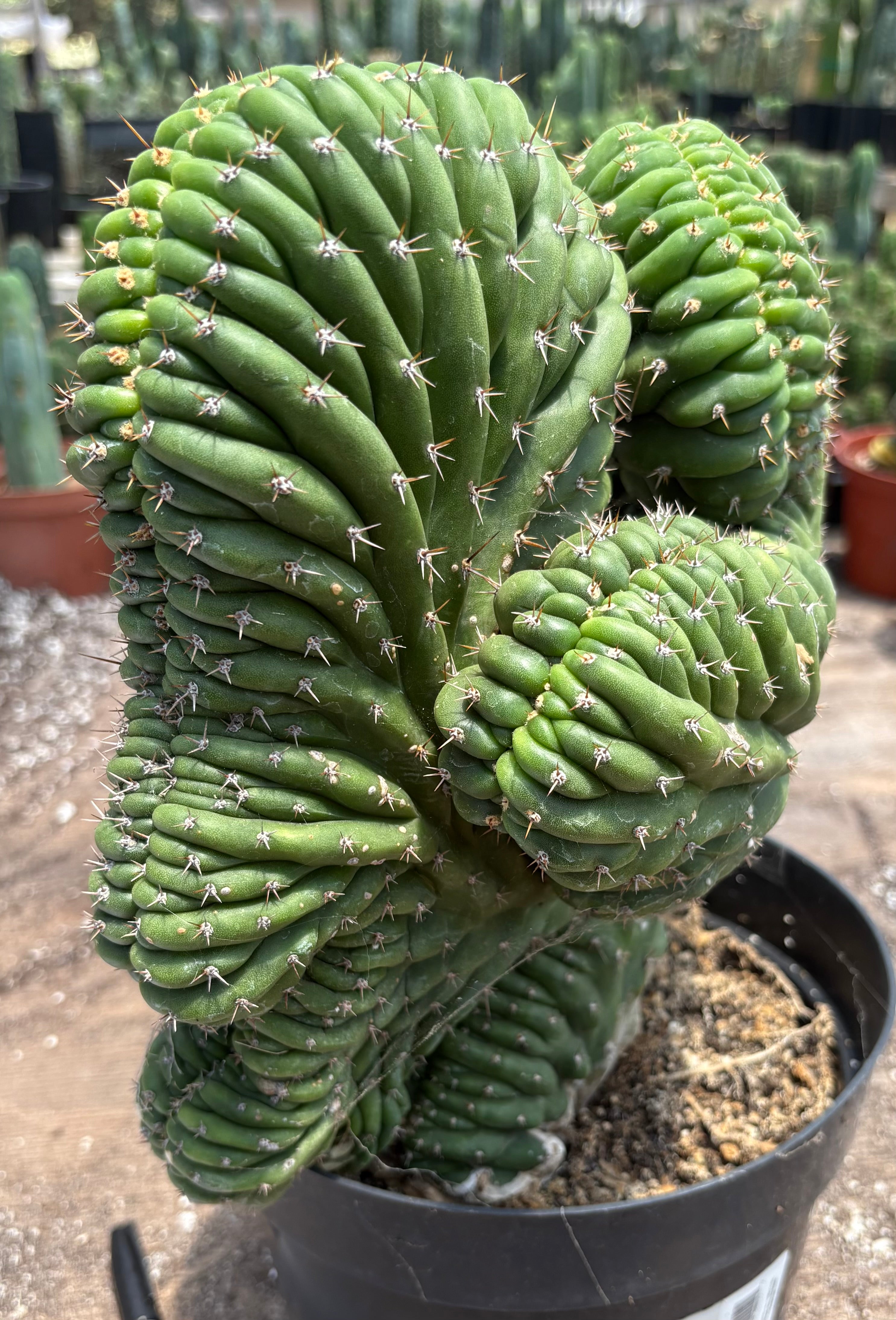 #EC104 EXACT Trichocereus Pachanoi Crested Cactus