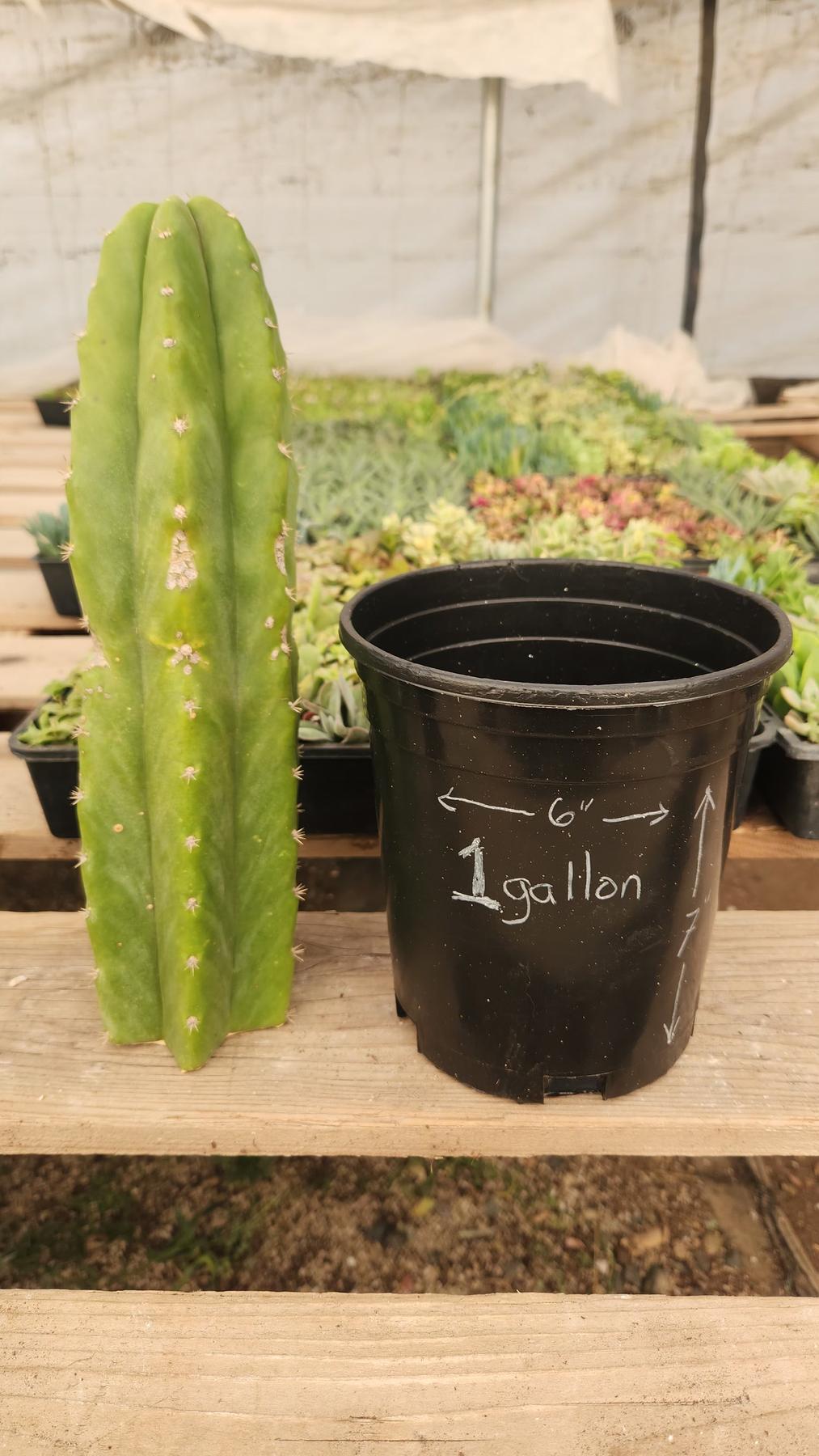 1 Gallon Plastic Pot-Accessory-The Succulent Source