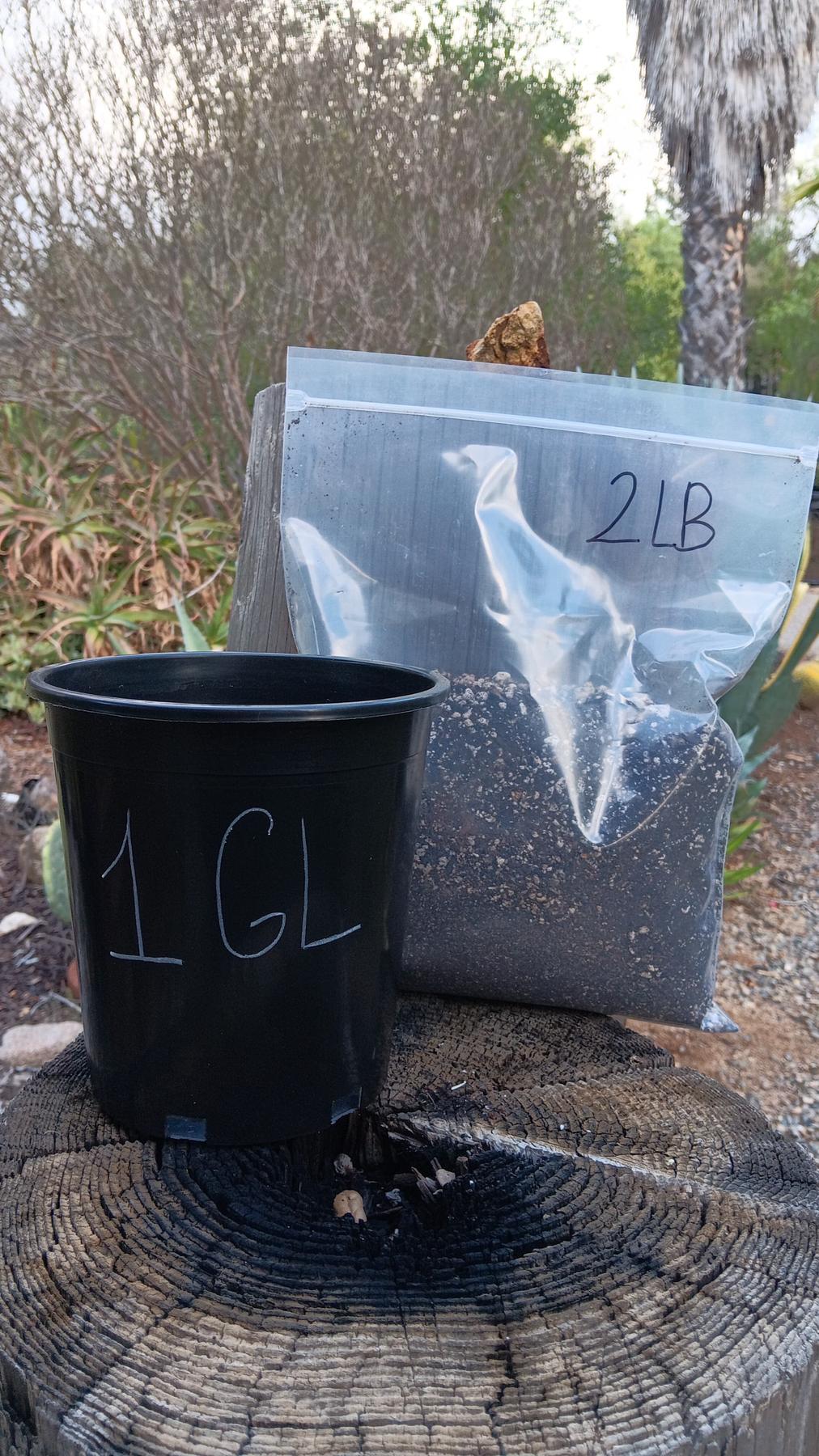 1 Gallon Plastic Pot (soil option-Accessory-The Succulent Source