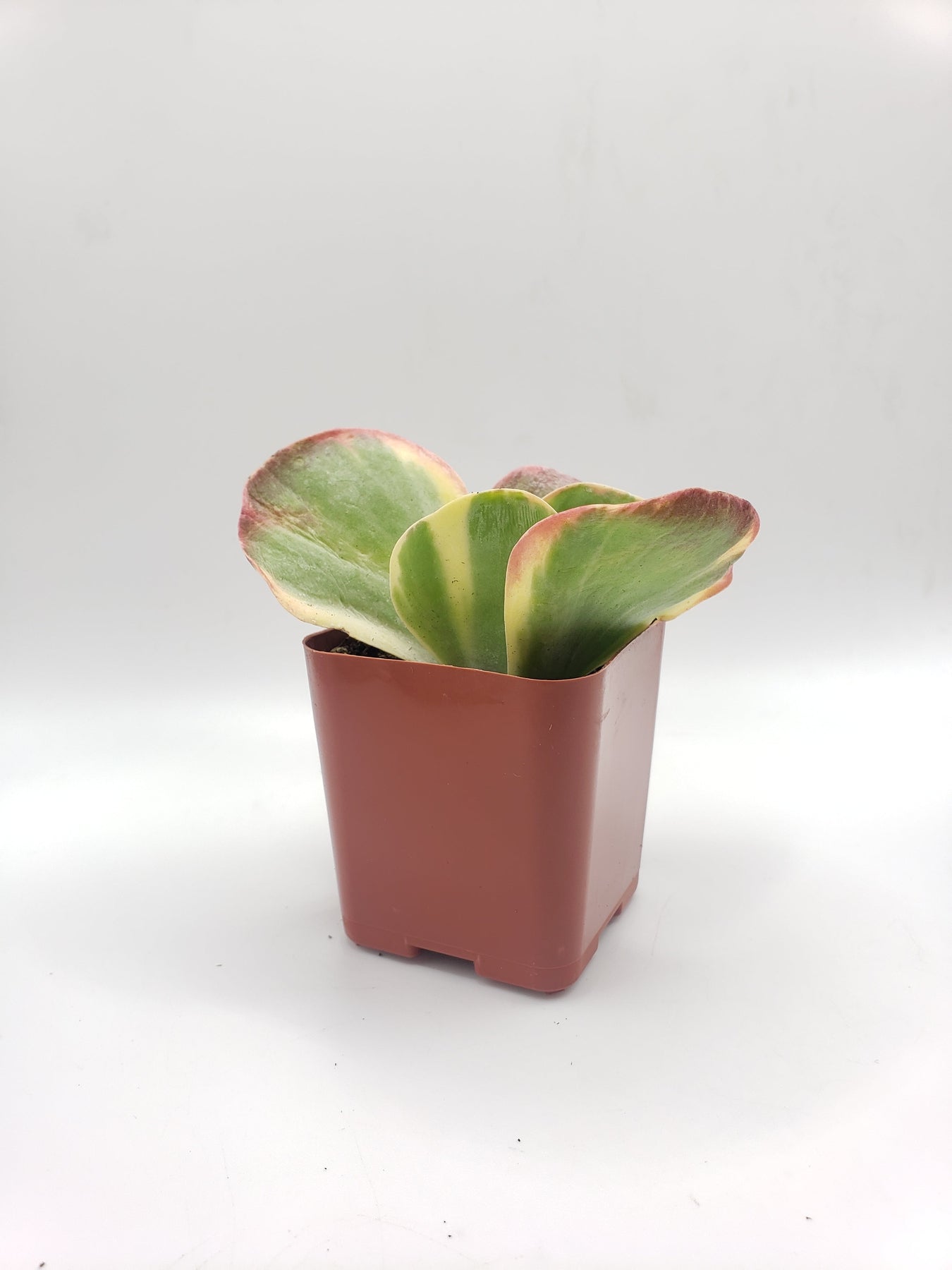 #100 Kalanchoe Flapjack Variegated-Succulent - Small - Exact 2in Type-The Succulent Source