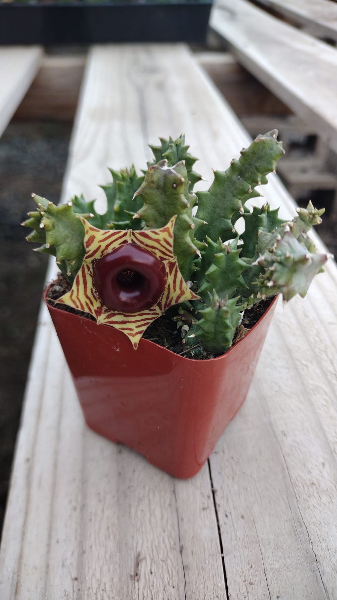 #102 Huernia zebrina "Lifesaver Plant"-Succulent - Small - Exact 2in Type-The Succulent Source