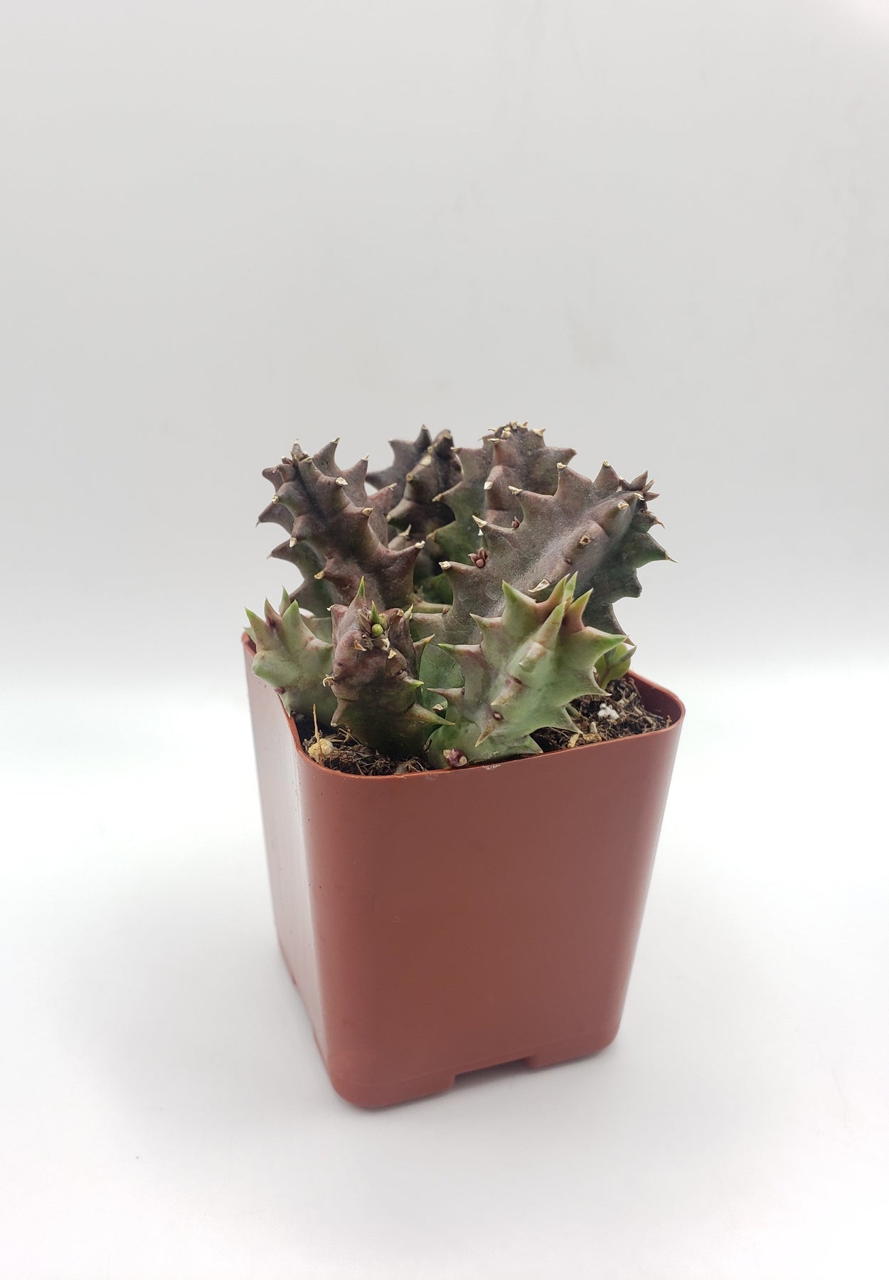 #102 Huernia zebrina "Lifesaver Plant"-Succulent - Small - Exact 2in Type-The Succulent Source