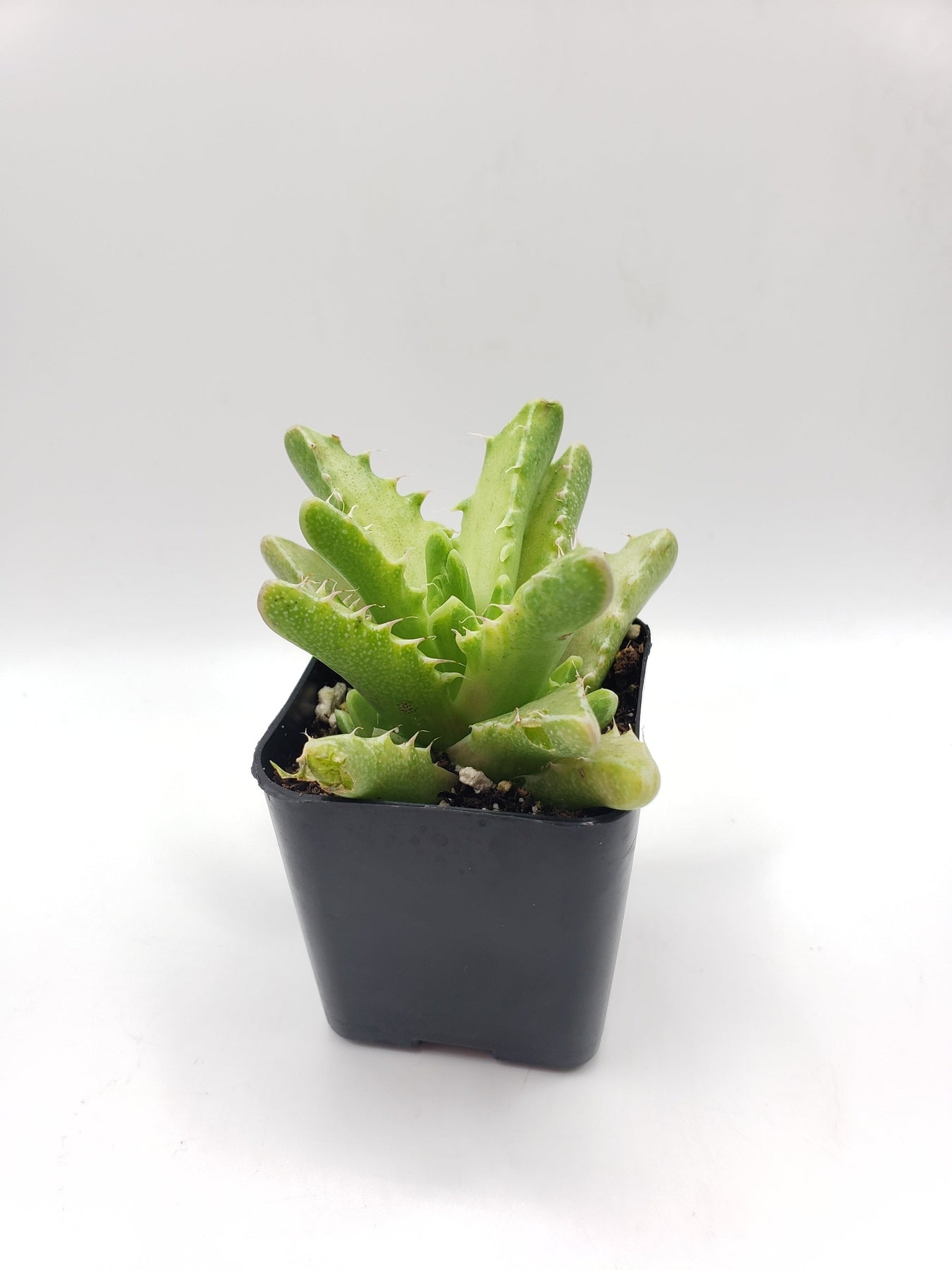 #103 Variegated Faucaria Tiger Jaw-Succulent - Small - Exact 2in Type-The Succulent Source