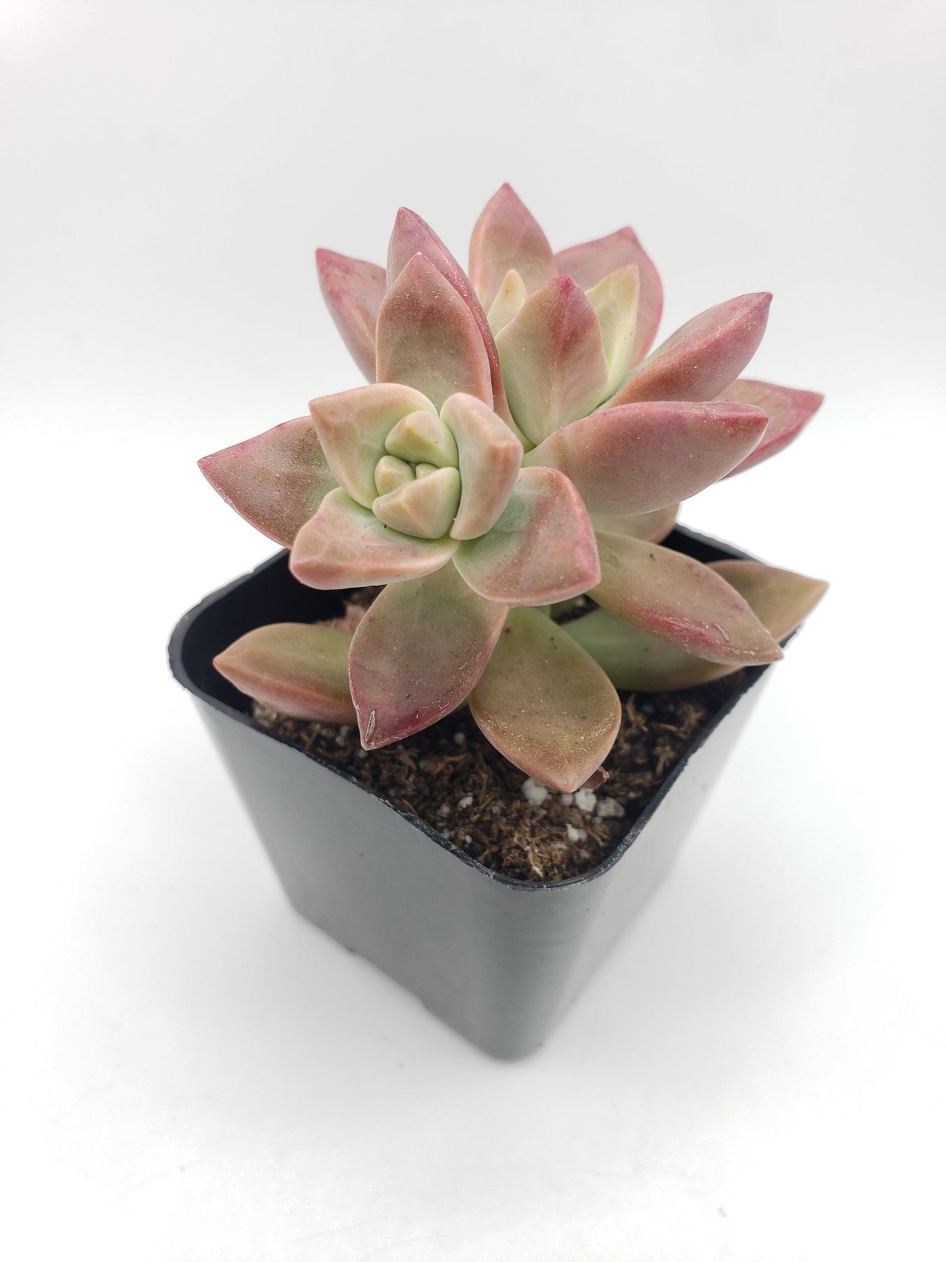 sunset succulent society #104 California Sunset