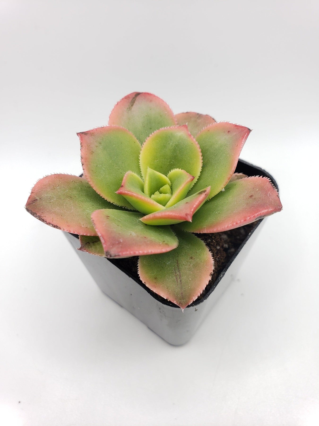 kiwi plant succulent #105 Aeonium Kiwi