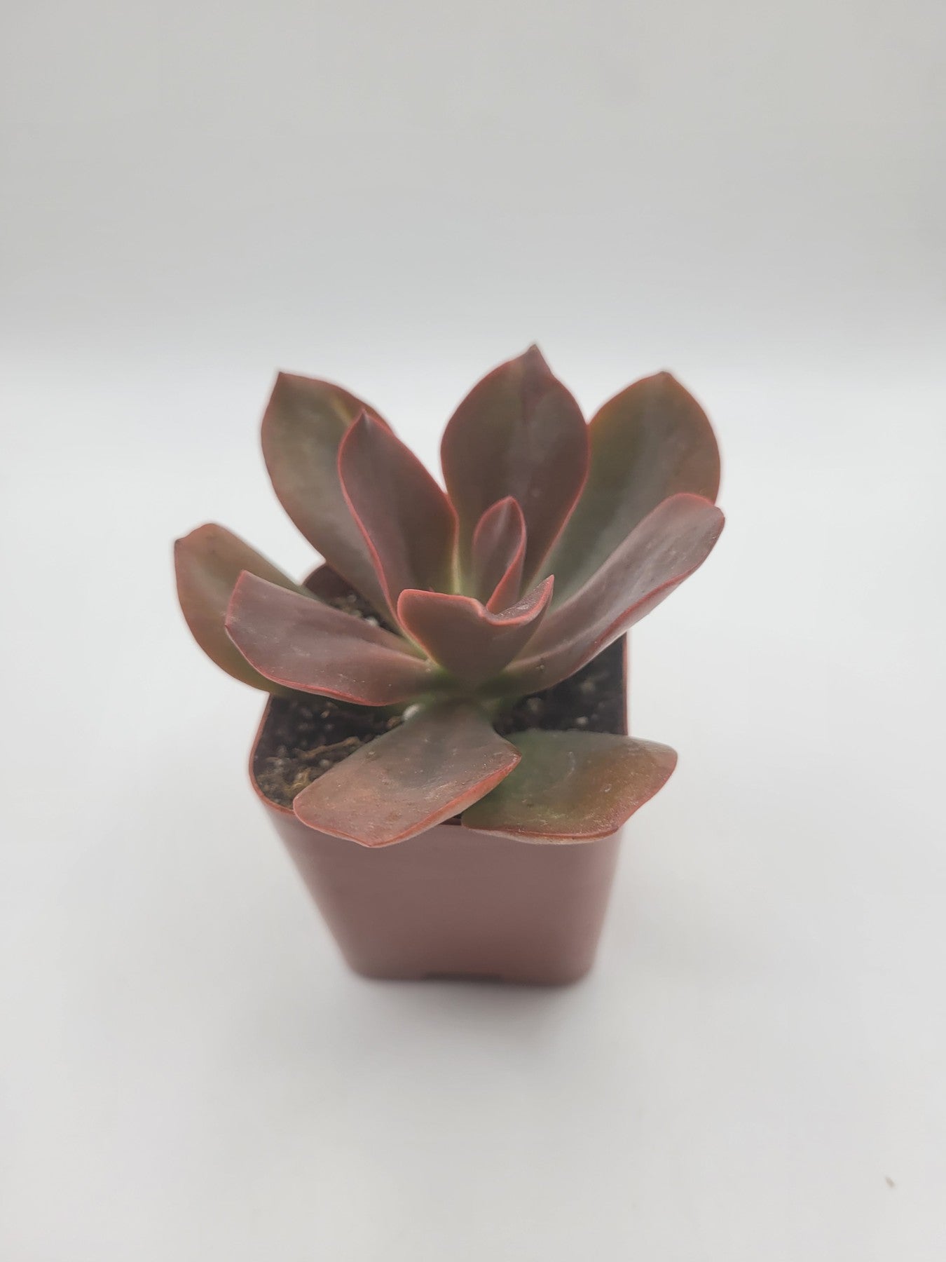 #106 Echeveria-Succulent - Small - Exact 2in Type-The Succulent Source