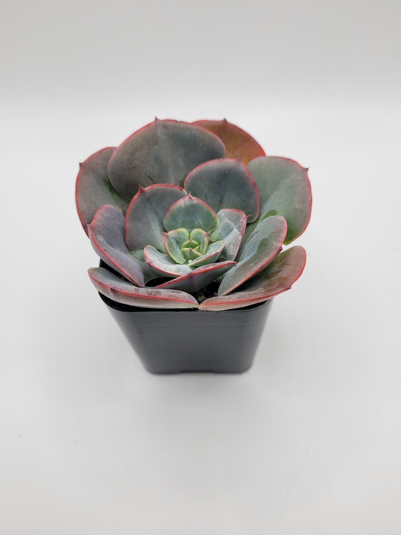 pink succulents for sale 108 Pink Mexensis Zaragosa Hybrid-Succulent
