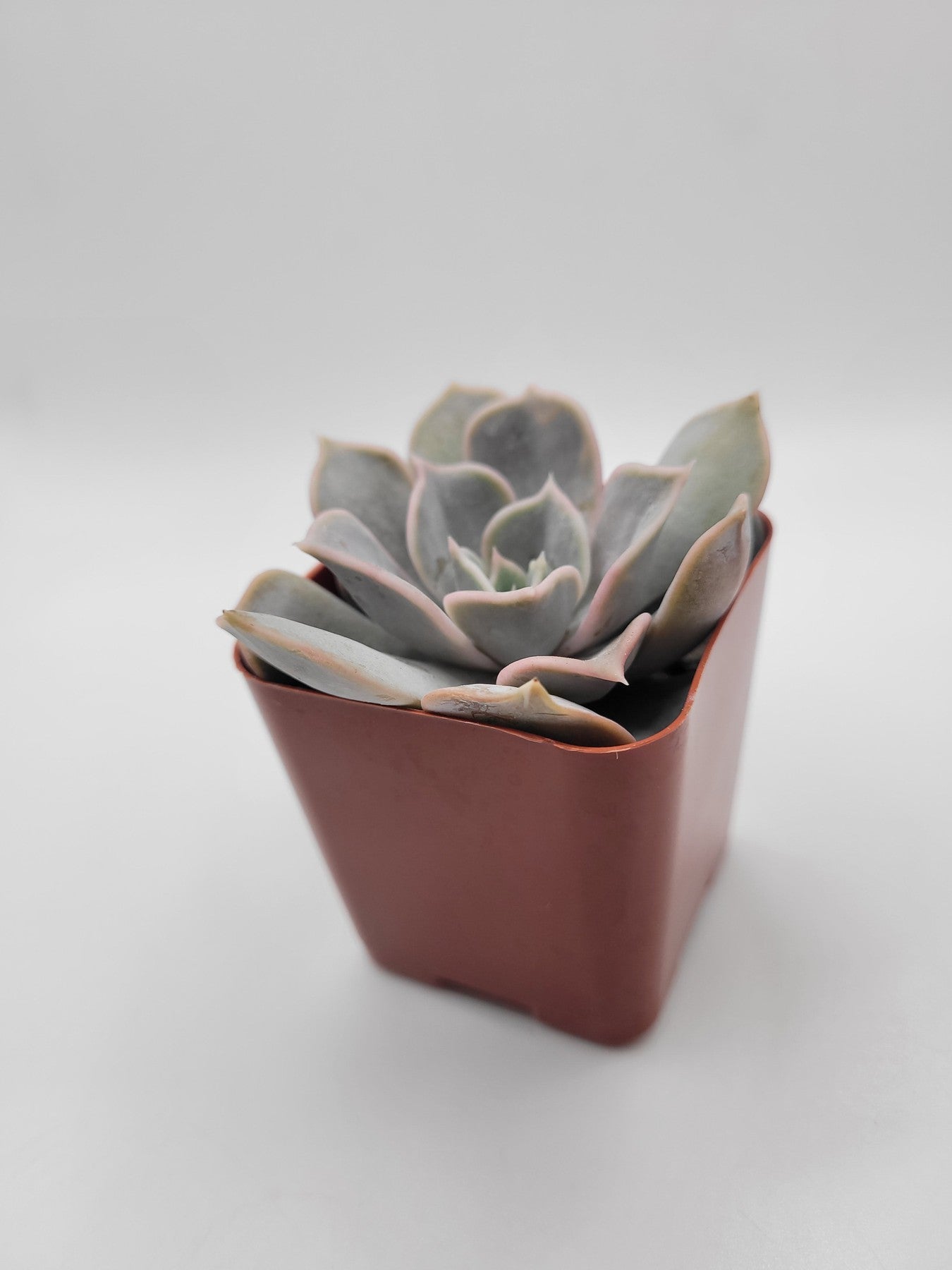 grey ghost succulent 109 Echeveria Lilacina aka Ghost Echeveria