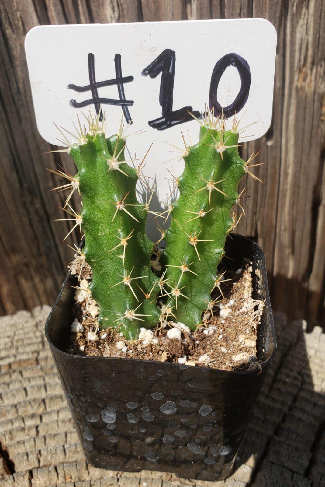 #10-Cactus - Small - Exact Type-The Succulent Source