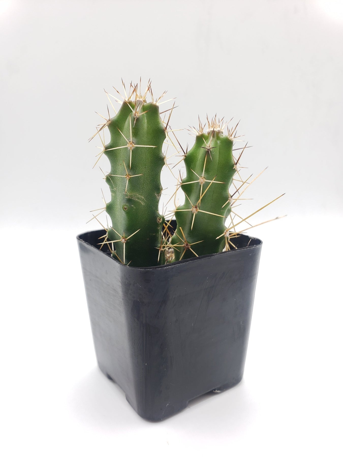 #10C Echinocereus pentalophus 2"-Cactus - Small - Exact Type-The Succulent Source