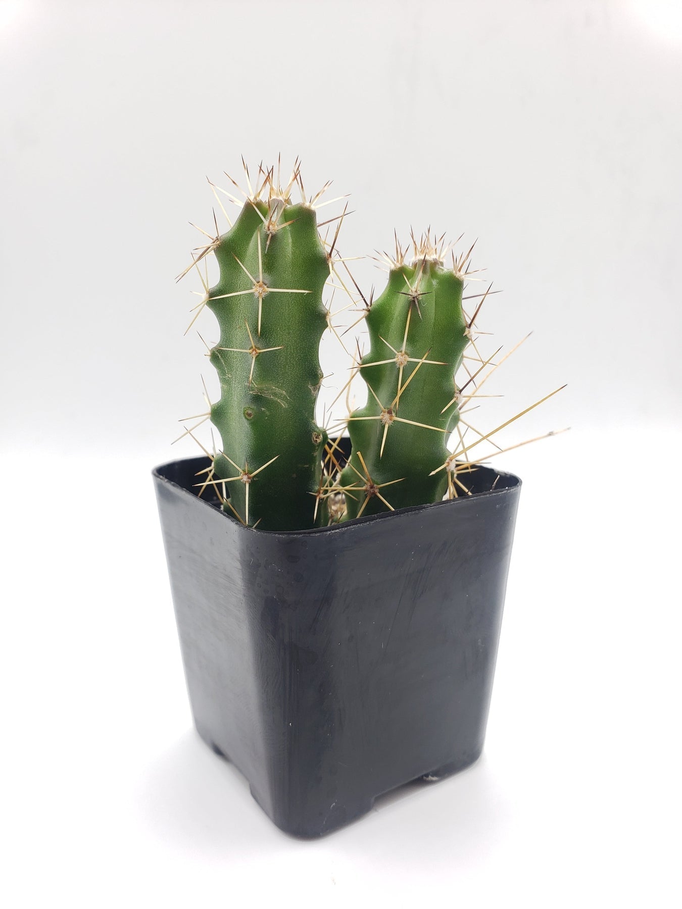 #10C Echinocereus pentalophus 2