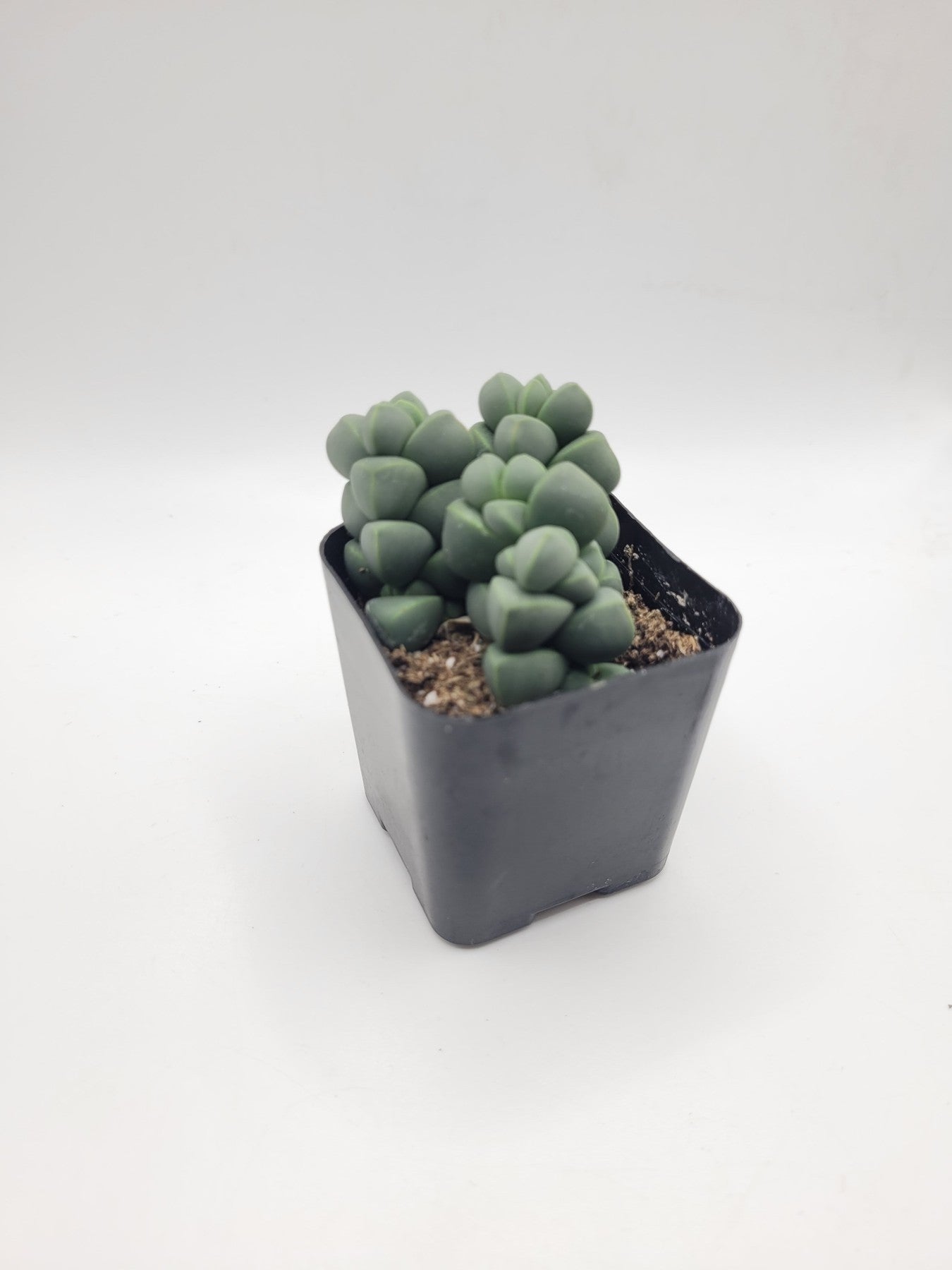 #30c Corpuscularia Lehmannii 2"-Cactus - Small - Exact Type-The Succulent Source