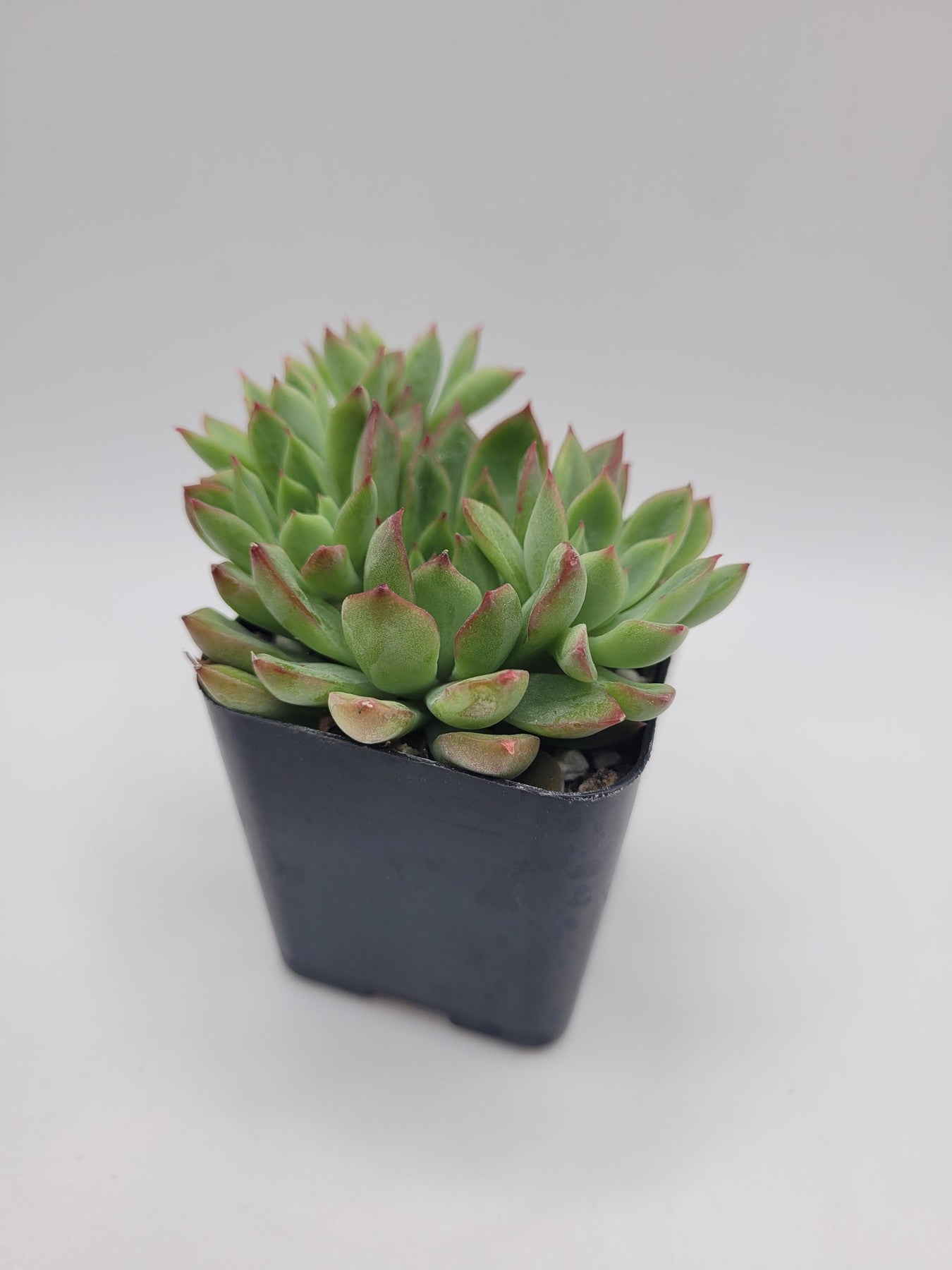 succulent plant genus #112 Pulido's Echeveria
