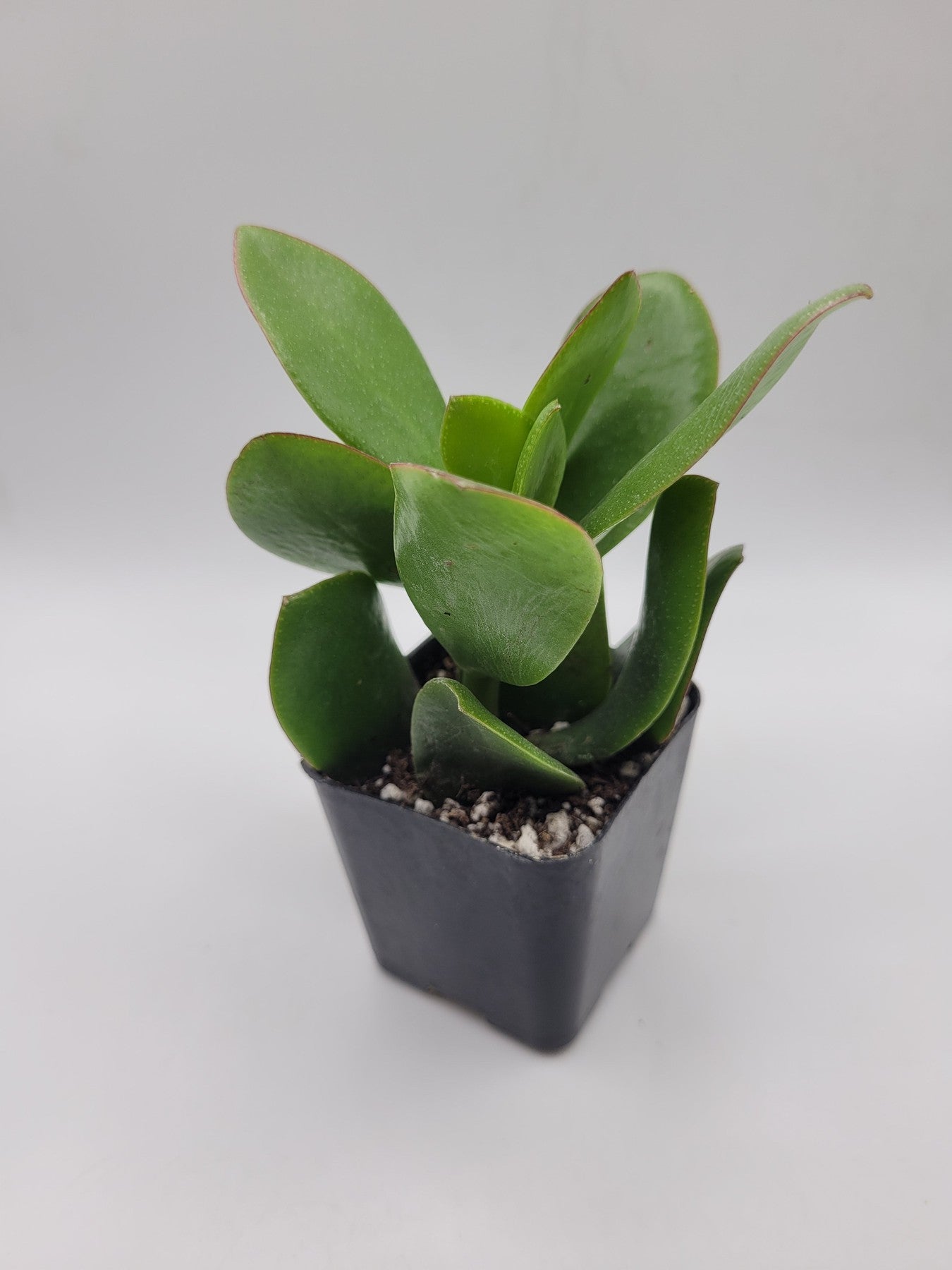 types of pointy succulents #114 Pointy Leaf Jade