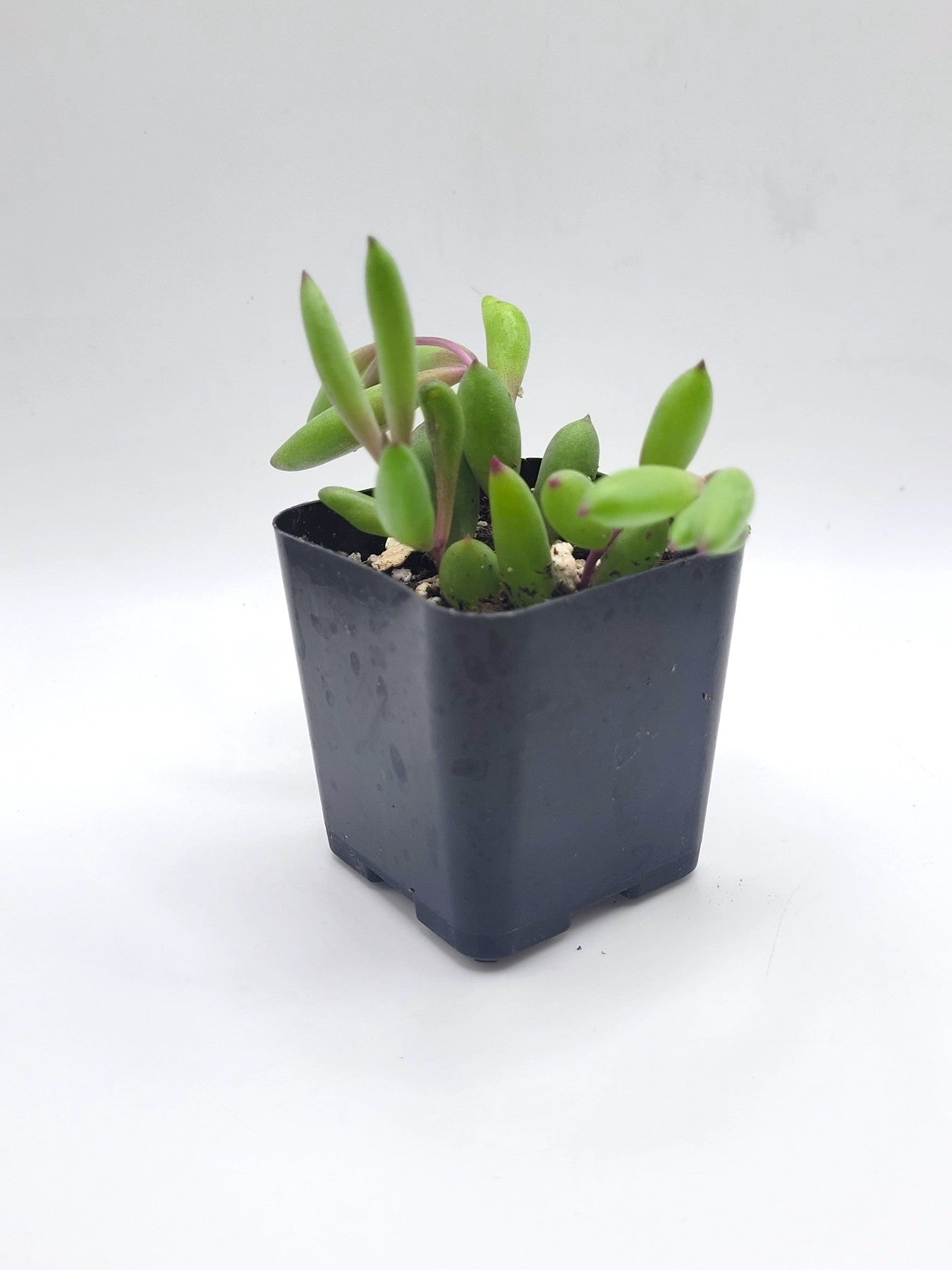 ruby succulent plant #115 String of Rubies