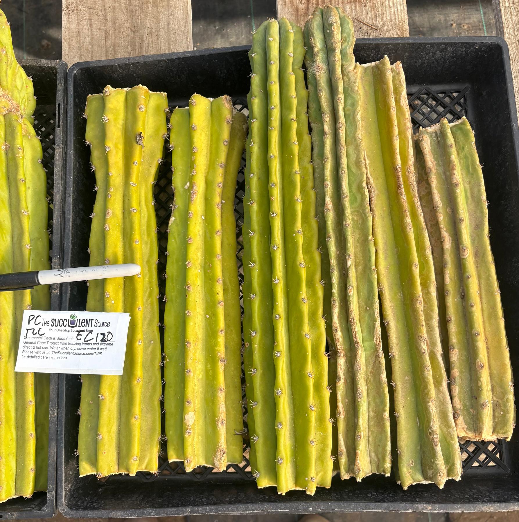 #EC120 EXACT Trichocereus Pachanoi PC Cactus TLC Lot