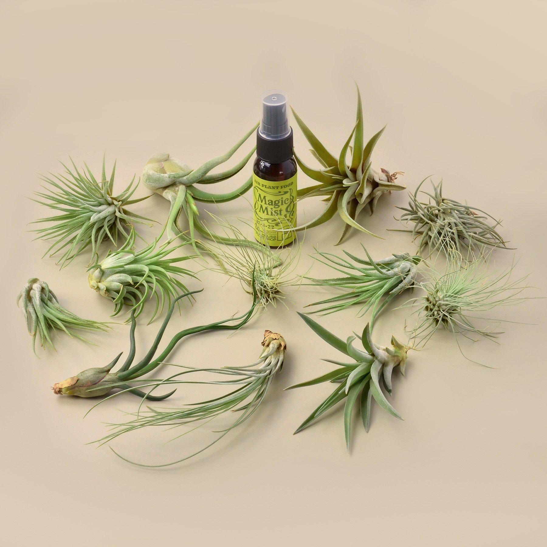 12 Tillandsia Air Plant Variety Pack with Spray Bottle-Air Plants ($4 Ship/12oz)-The Succulent Source