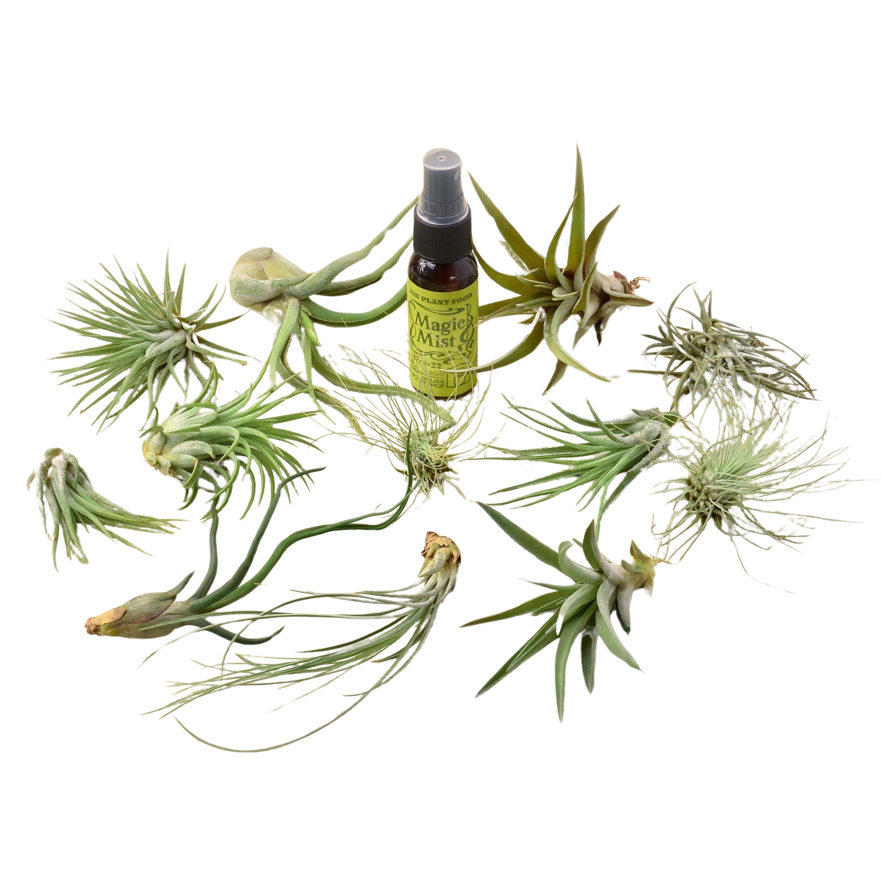 12 Tillandsia Air Plant Variety Pack with Spray Bottle-Air Plants ($4 Ship/12oz)-The Succulent Source