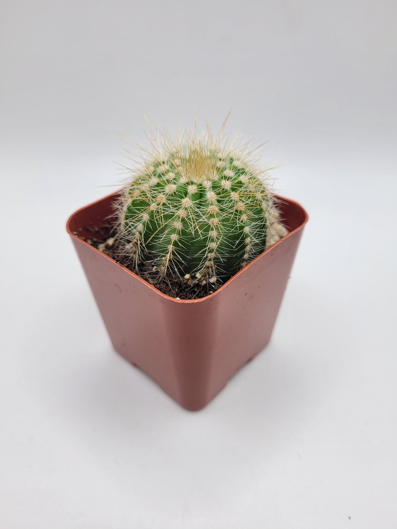 #12C Balloon Cactus 2"-Cactus - Small - Exact Type-The Succulent Source