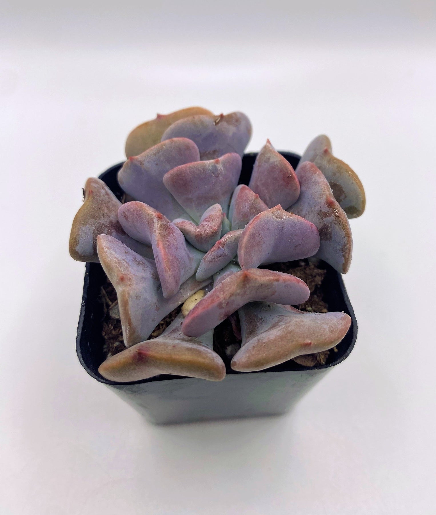 #13 Echeveria Cubic Frost-Succulent - Small - Exact 2in Type-The Succulent Source
