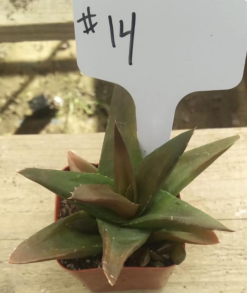 #14 Aloe Black Gem-Succulent - Small - Exact Type-The Succulent Source