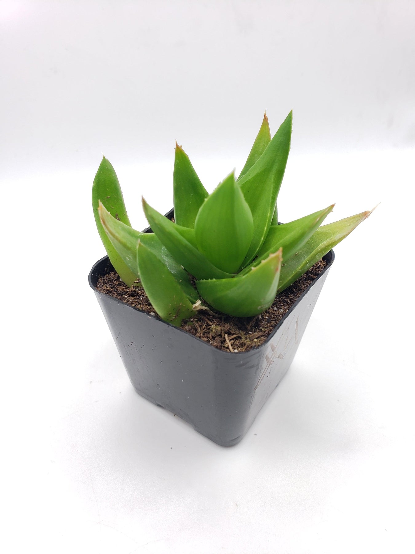 small aloe vera succulent #14 Aloe Black Gem