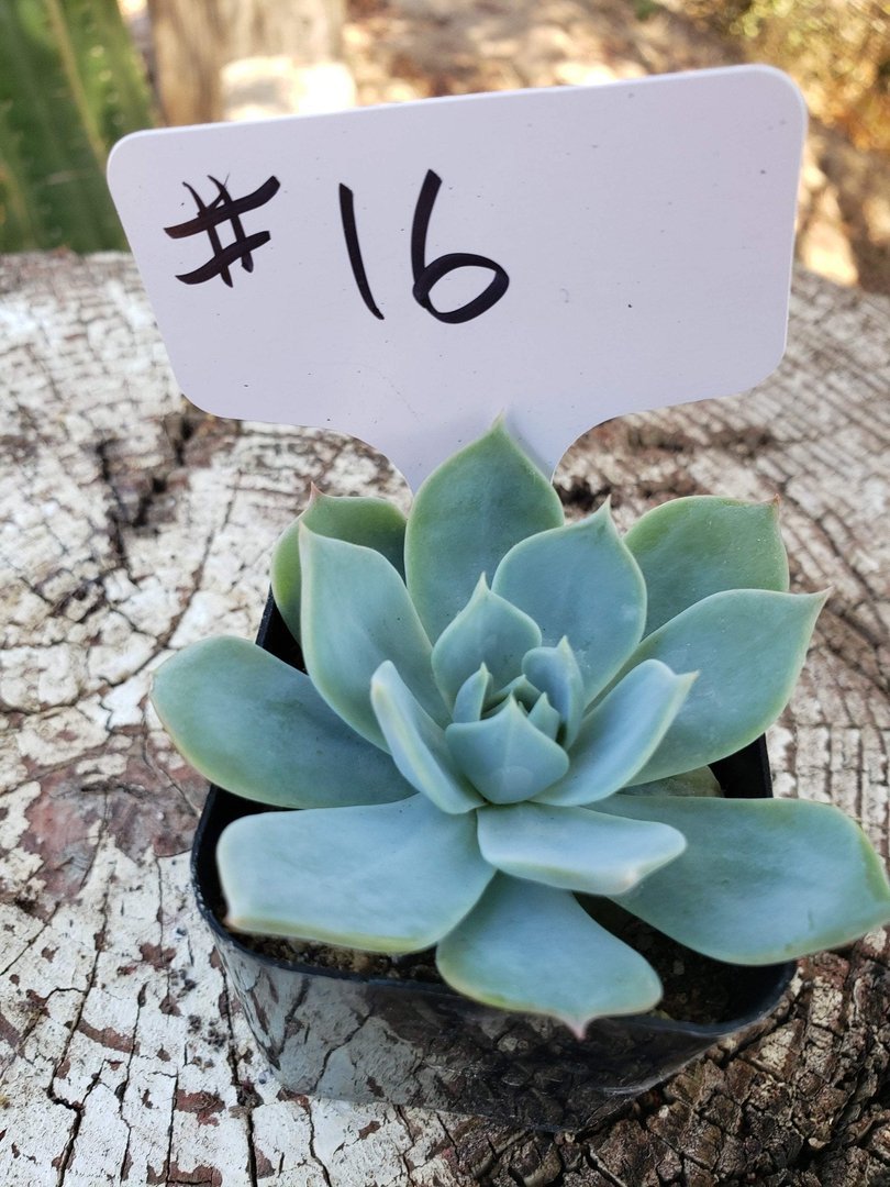 #16 Echeveria Light Green-Succulent - Small - Exact Type-The Succulent Source