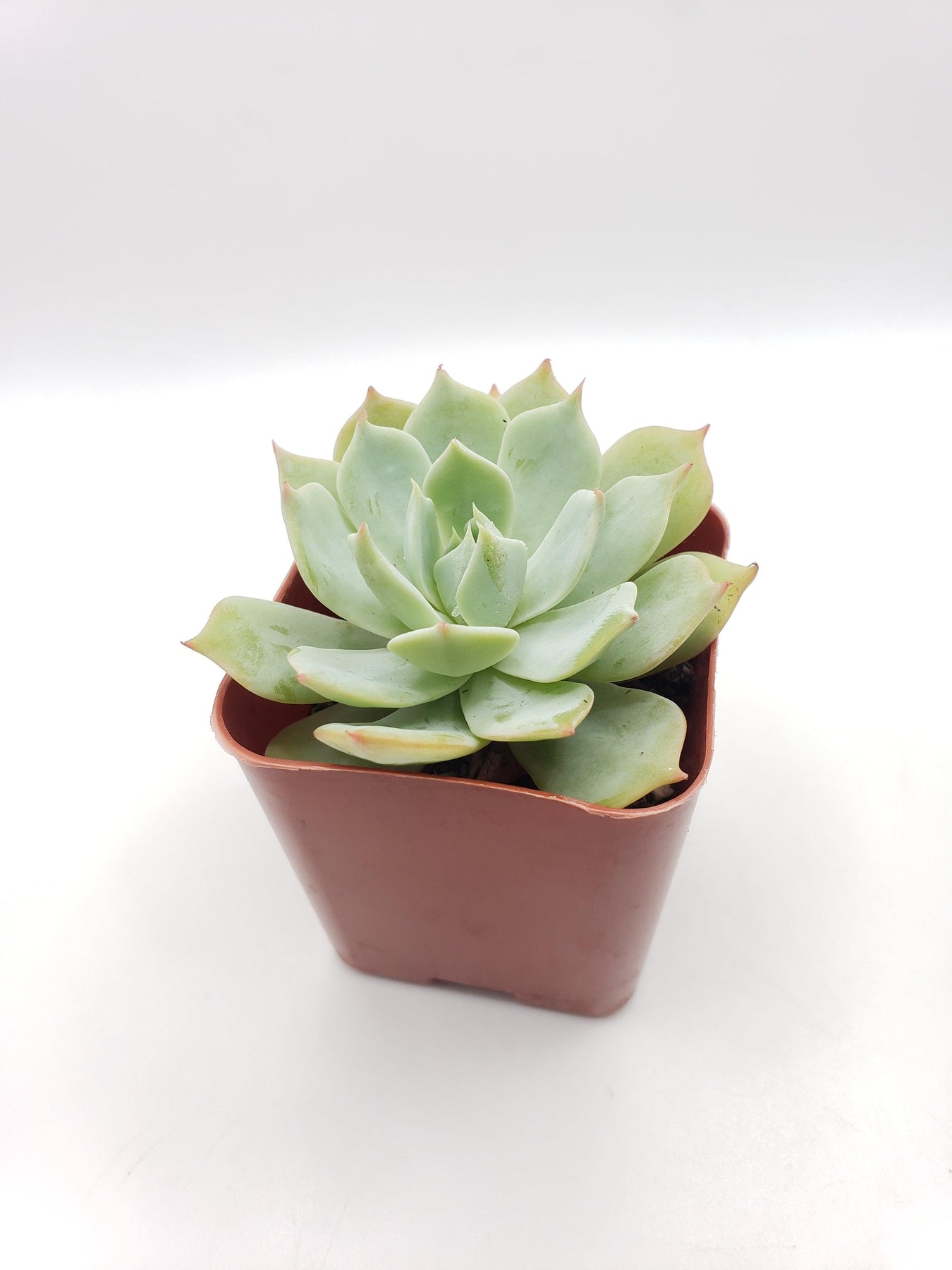 #16 Echeveria Light Green-Succulent - Small - Exact 2in Type-The Succulent Source