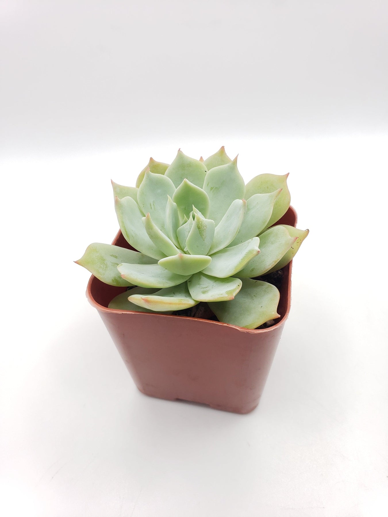 green plant succulent #16 Echeveria Light Green