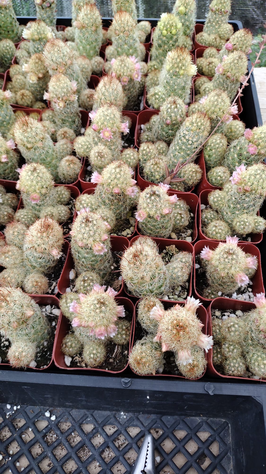 #17C Mammilaria Lady Finger 2"-Cactus - Small - Exact Type-The Succulent Source
