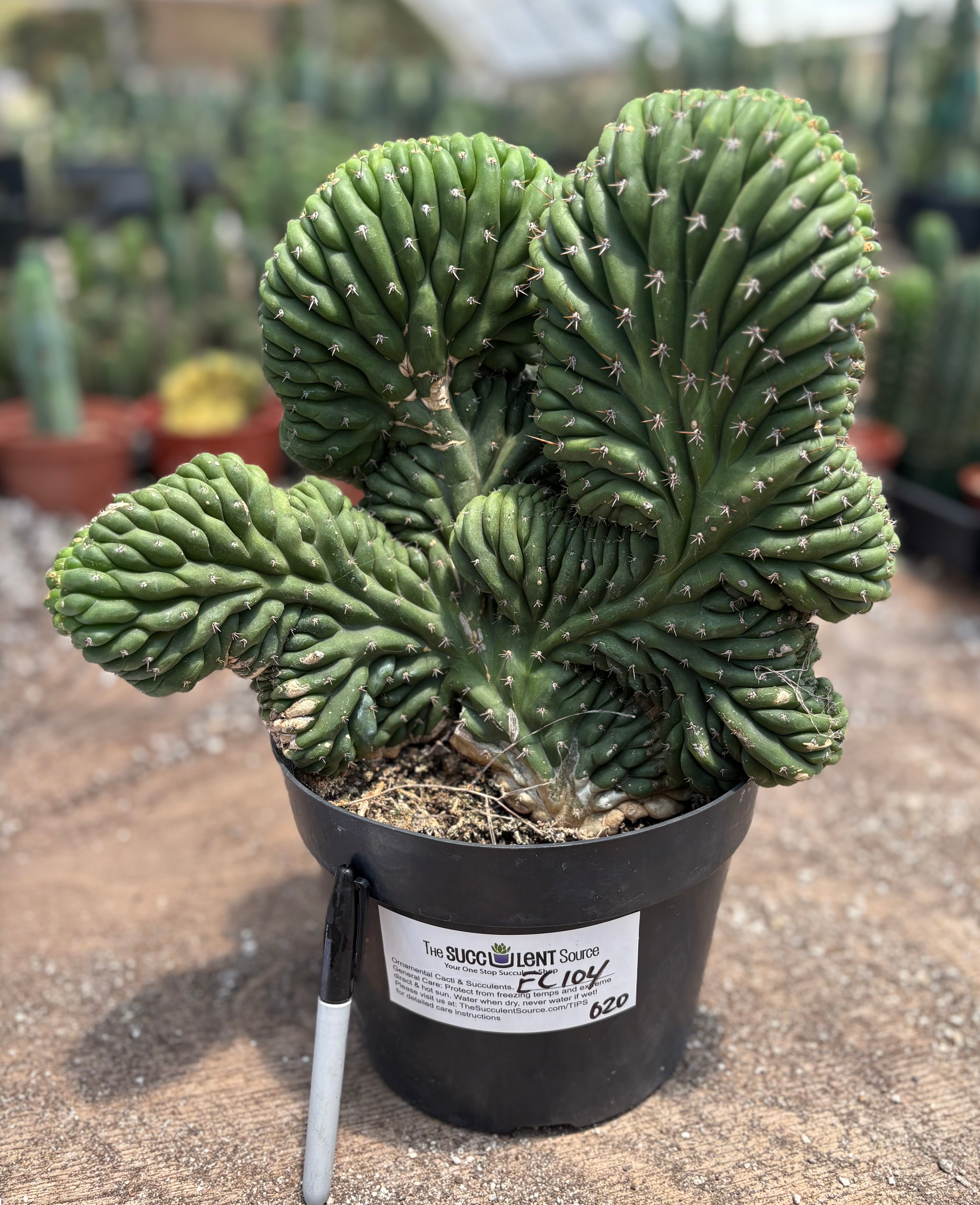 #EC104 EXACT Trichocereus Pachanoi Crested Cactus