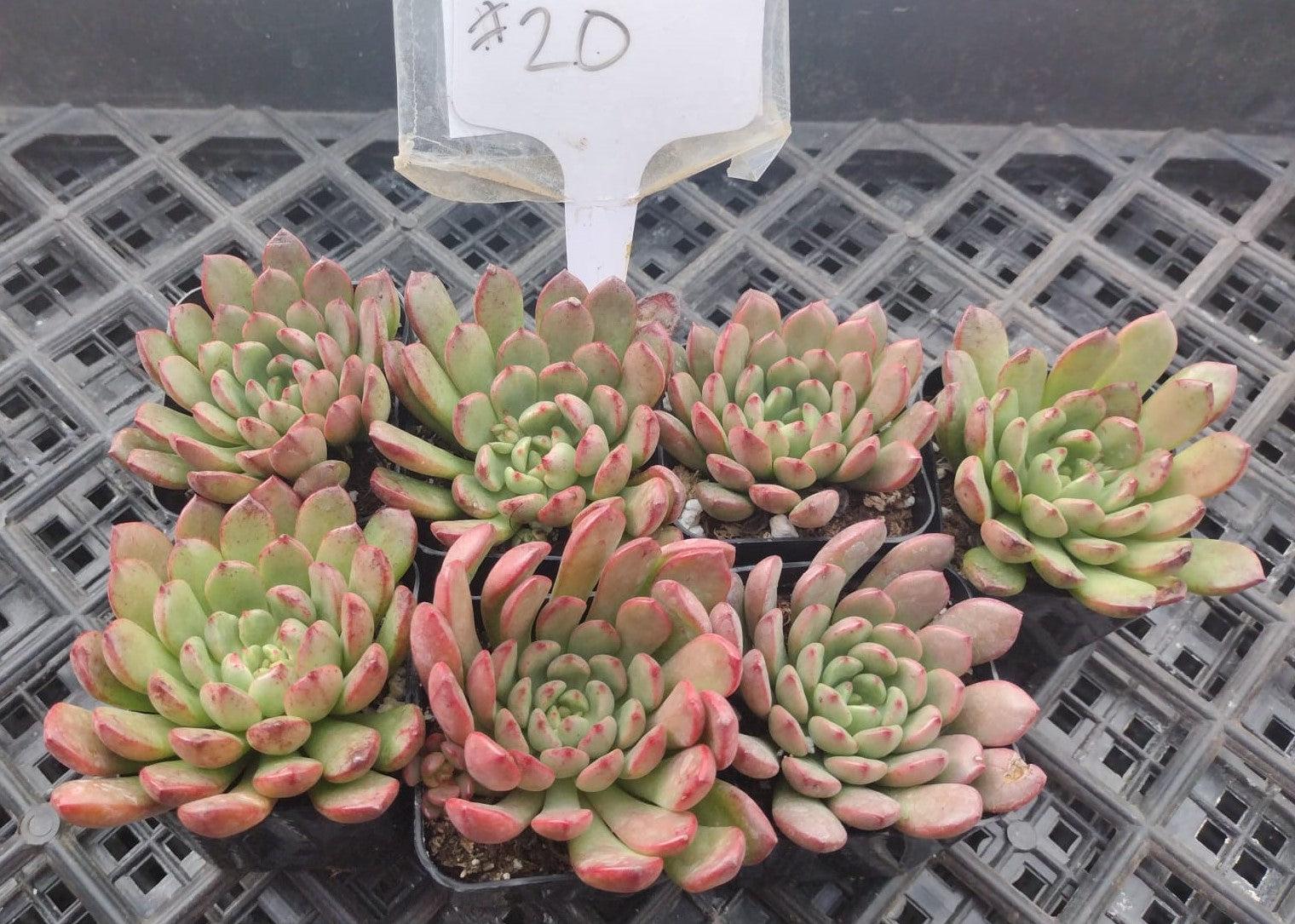 #20 Sedeveria Bashful-Succulent - Small - Exact 2in Type-The Succulent Source