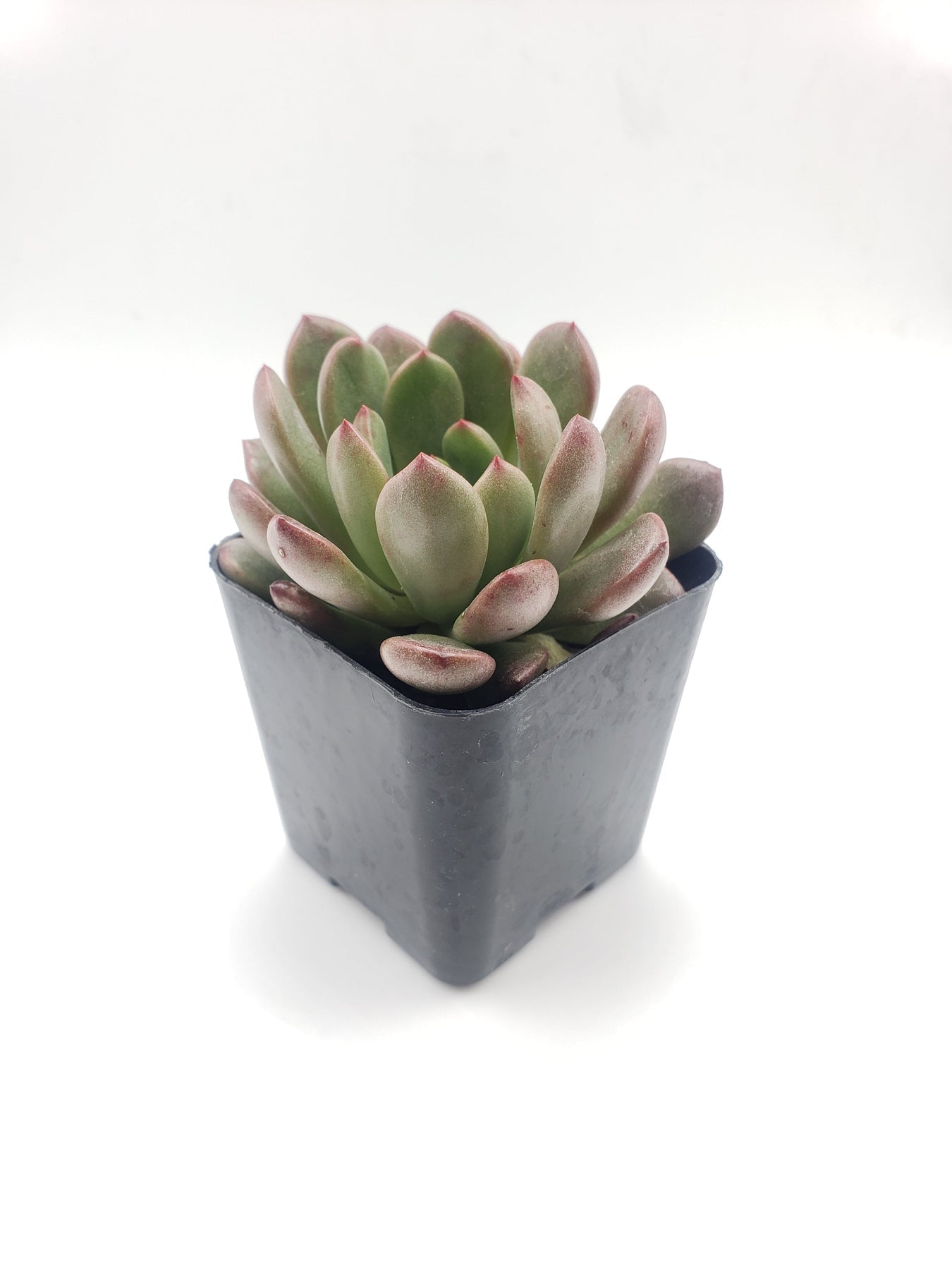 #20 Sedeveria Bashful-Succulent - Small - Exact 2in Type-The Succulent Source