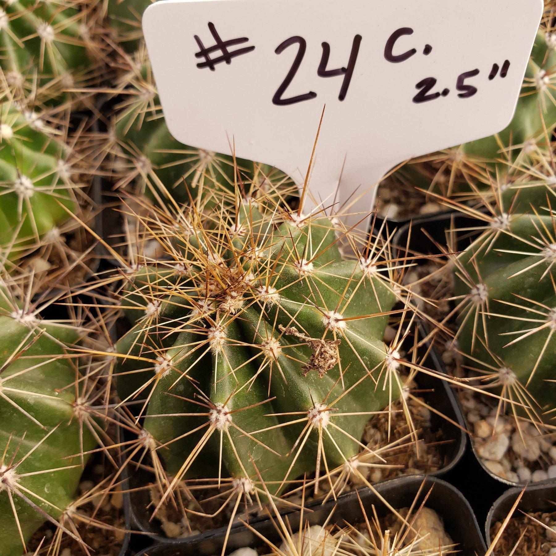 #24C 2.5"-Cactus - Small - Exact Type-The Succulent Source