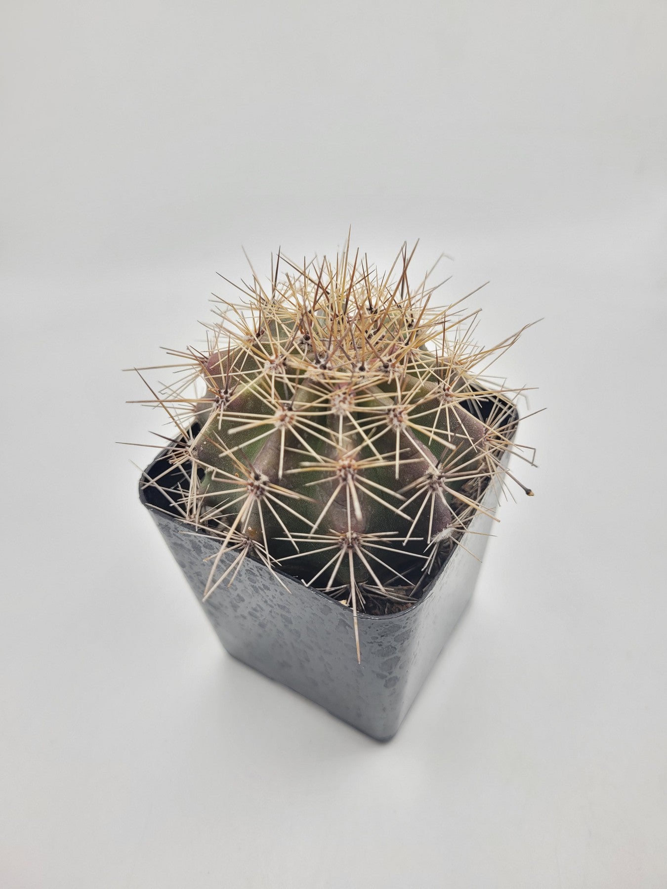 #24C 2.5"-Cactus - Small - Exact Type-The Succulent Source