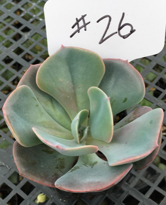 #26 Echeveria hybrid-Succulent - Small - Exact Type-The Succulent Source